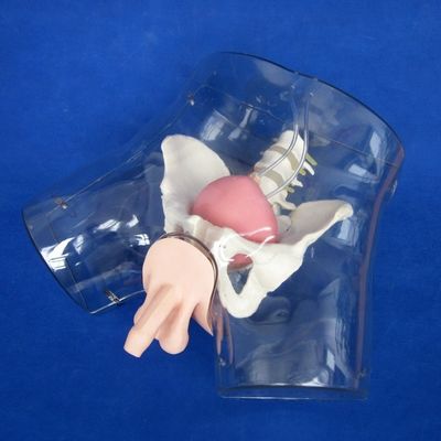 Découvrez le réalisme avec cette poupée d'entraînement complète pour le simulateur de cathétérisation urétrale masculine