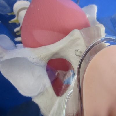 Manikine pour les patients démonstration de soins Formation au cathétérisme urétral transparent