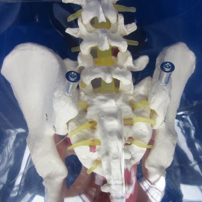 Manikine pour les patients démonstration de soins Formation au cathétérisme urétral transparent