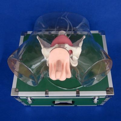 Découvrez le réalisme avec cette poupée d'entraînement complète pour le simulateur de cathétérisation urétrale masculine