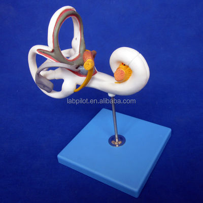 Modèle 3D de l'oreille médicale humaine pour l'enseignement de l'anatomie du labyrinthe affichant les composants de l'oreille
