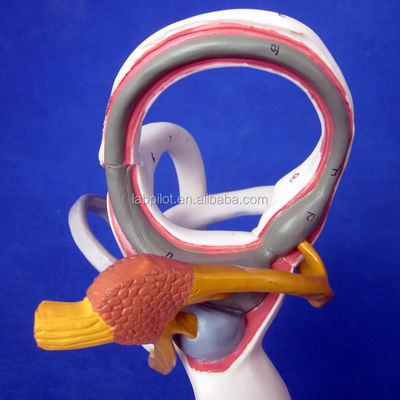 Modèle 3D de l'oreille médicale humaine pour l'enseignement de l'anatomie du labyrinthe affichant les composants de l'oreille