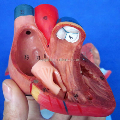 Modèle 3D du système respiratoire humain Larynx Trachée Cœur et poumon pour l'éducation médicale