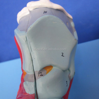 Modèle 3D du système respiratoire humain Larynx Trachée Cœur et poumon pour l'éducation médicale