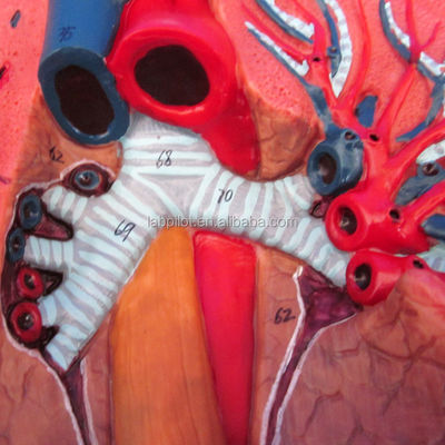 Modèle 3D du système respiratoire humain Larynx Trachée Cœur et poumon pour l'éducation médicale