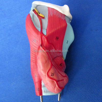 Modèle 3D du système respiratoire humain Larynx Trachée Cœur et poumon pour l'éducation médicale