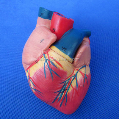 Modèle 3D du système respiratoire humain Larynx Trachée Cœur et poumon pour l'éducation médicale