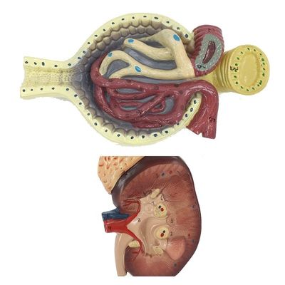 Modèle du système urinaire humain pour l'enseignement détaillé de l'anatomie du néphron et du glomérulus rénaux