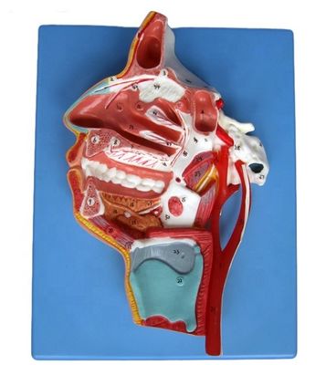 Modèle détaillé des nerfs et des vaisseaux faciaux Matériau PVC avancé pour un étalon complet