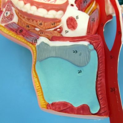 Modèle détaillé des nerfs et des vaisseaux faciaux Matériau PVC avancé pour un étalon complet