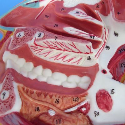 Modèle détaillé des nerfs et des vaisseaux faciaux Matériau PVC avancé pour un étalon complet