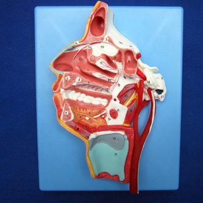Modèle détaillé des nerfs et des vaisseaux faciaux Matériau PVC avancé pour un étalon complet