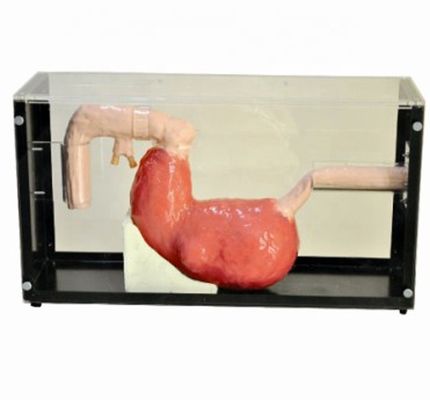 Examen gastroscopique avancé et modèle de formation ERCP pour les lésions gastro-intestinales
