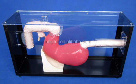 Examen gastroscopique avancé et modèle de formation ERCP pour les lésions gastro-intestinales