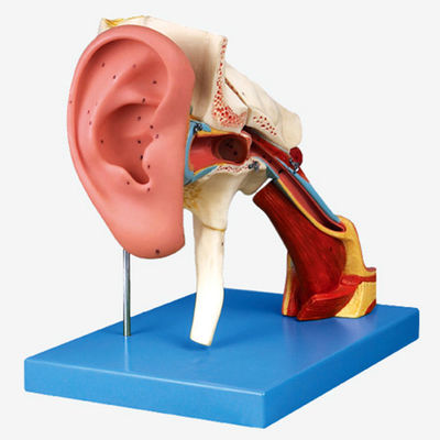 Enseignement avancé de l'anatomie de l'oreille en PVC Modèle 4 fois Amplifié Structure de l'oreille externe et moyenne