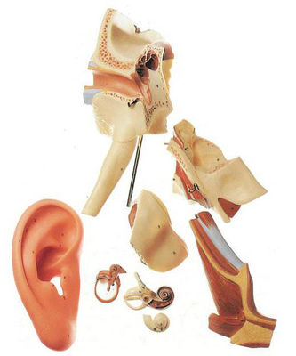 Enseignement avancé de l'anatomie de l'oreille en PVC Modèle 4 fois Amplifié Structure de l'oreille externe et moyenne