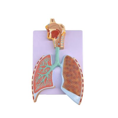 Modèle avancé d'anatomie pulmonaire en PVC pour une démonstration précise du système respiratoire