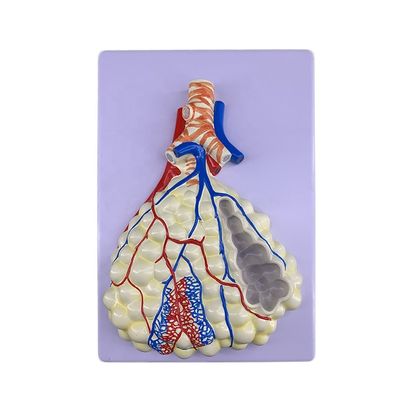 Modèle avancé d'anatomie pulmonaire en PVC pour une démonstration précise du système respiratoire