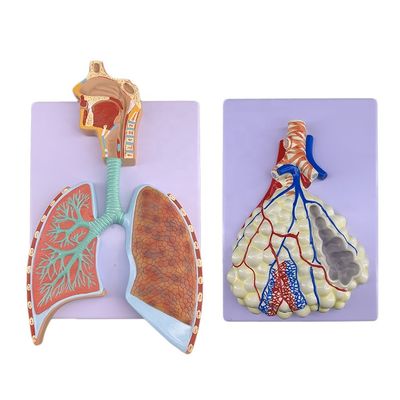 Modèle avancé d'anatomie pulmonaire en PVC pour une démonstration précise du système respiratoire