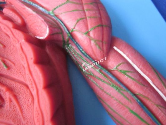Système immunitaire humain Modèle d'enseignement anatomique Simulateur 3D pour organe du système lymphatique