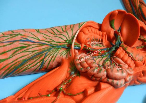 Système immunitaire humain Modèle d'enseignement anatomique Simulateur 3D pour organe du système lymphatique