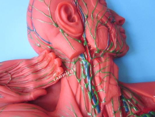 Système immunitaire humain Modèle d'enseignement anatomique Simulateur 3D pour organe du système lymphatique