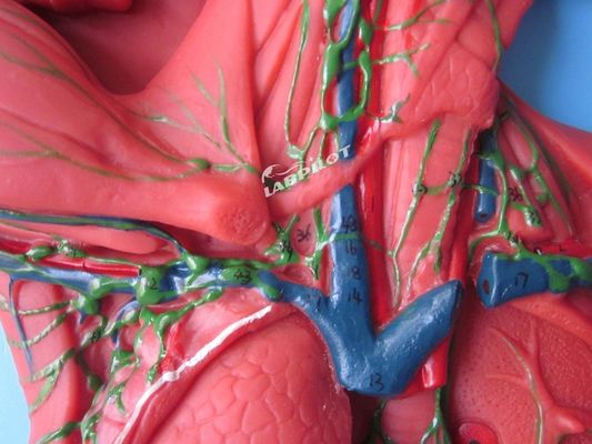 Système immunitaire humain Modèle d'enseignement anatomique Simulateur 3D pour organe du système lymphatique