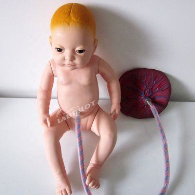 Modèle avancé de mannequin de placenta en PVC destiné aux professionnels de la santé