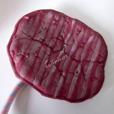 Modèle avancé de mannequin de placenta en PVC destiné aux professionnels de la santé