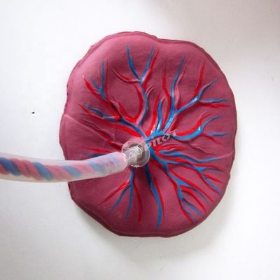 Modèle avancé de mannequin de placenta en PVC destiné aux professionnels de la santé