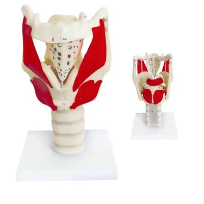 Démonstration anatomique HOT Modèle fonctionnel du larynx PVC avancé pour l'enseignement de la gorge
