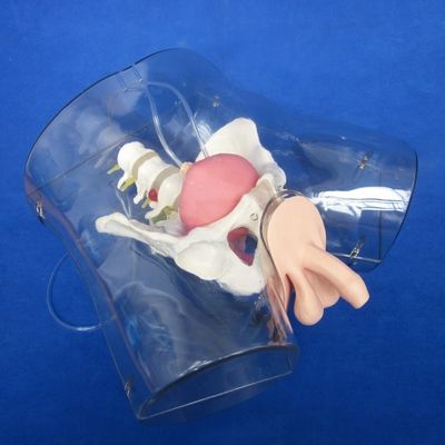 Manikine pour les patients démonstration de soins Formation au cathétérisme urétral transparent