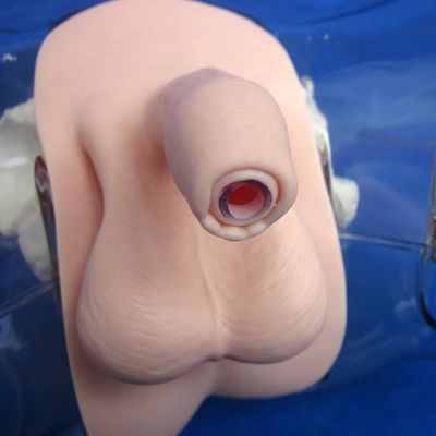 Manikine pour les patients démonstration de soins Formation au cathétérisme urétral transparent