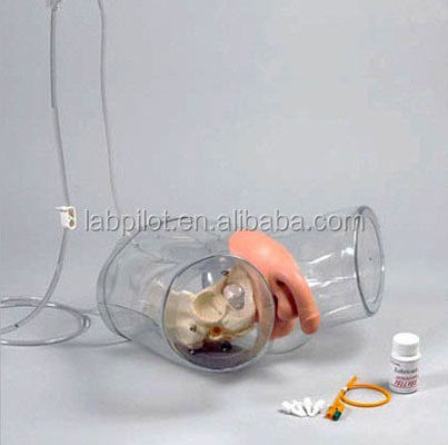 Manikine pour les patients démonstration de soins Formation au cathétérisme urétral transparent