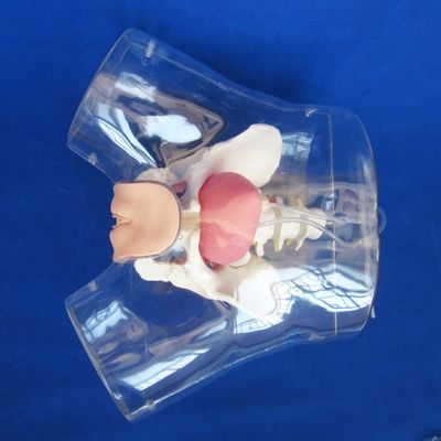Entraîneur de cathétérisation urétrale féminine en PVC transparent avancé pour la formation en soins infirmiers