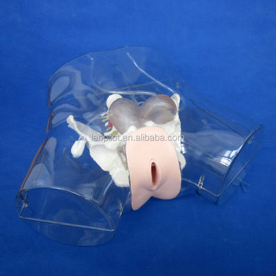Dilatation transparente du mannequin et curetage du mannequin utérin pour la formation à l'avortement