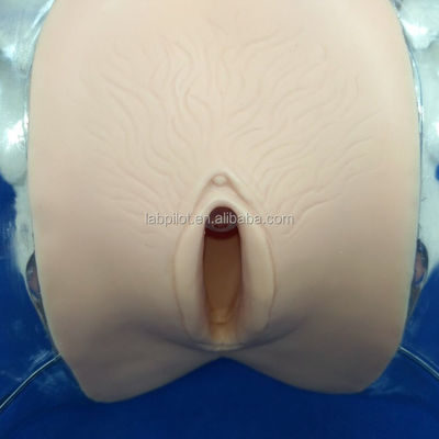 Dilatation transparente du mannequin et curetage du mannequin utérin pour la formation à l'avortement