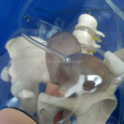 Dilatation transparente du mannequin et curetage du mannequin utérin pour la formation à l'avortement