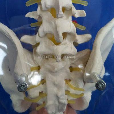 Dilatation transparente du mannequin et curetage du mannequin utérin pour la formation à l'avortement