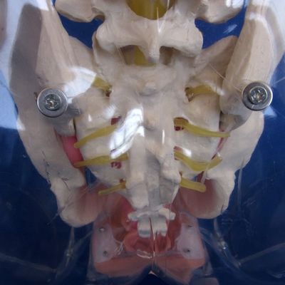 Entraîneur de cathétérisation urétrale féminine en PVC transparent avancé pour la formation en soins infirmiers