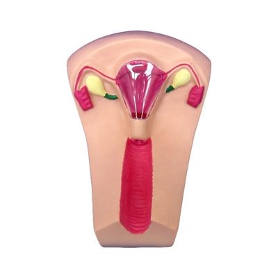 Science médicale Traîneur d'insertion de DIU en PVC Uterus Femme Modèle de simulateur de dispositif intra-utérin