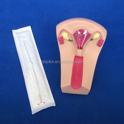 Science médicale Traîneur d'insertion de DIU en PVC Uterus Femme Modèle de simulateur de dispositif intra-utérin