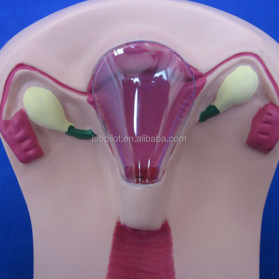 Science médicale Traîneur d'insertion de DIU en PVC Uterus Femme Modèle de simulateur de dispositif intra-utérin