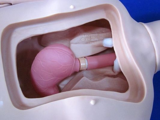 Simulateur de patient entièrement flexible Formation en soins infirmiers Manikin pour une formation individuelle