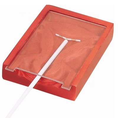 Médecine de l'obstétrique et de la gynécologie Enseignement de l'insertion du DIU Entraîneur pour les soins aux patients
