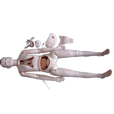 Modèle de formation clinique complète de taille humaine pour les professionnels de la santé