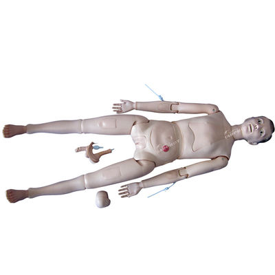 Modèle de formation clinique complète de taille humaine pour les professionnels de la santé