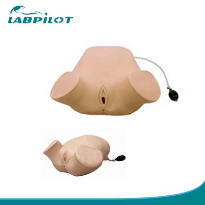 Femme enceinte en PVC Simulateur d' examen vaginal en quatre étapes