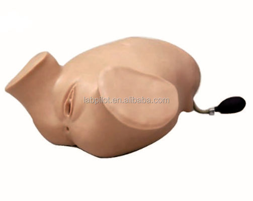 Femme enceinte en PVC Simulateur d' examen vaginal en quatre étapes