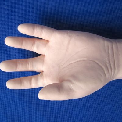 Formation complète à la vénénecture: modèle de taille du bras humain pour les injections IV et IM